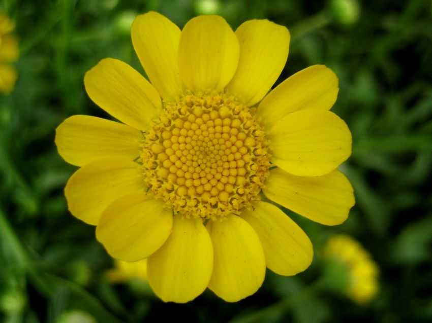 Chrysanthemum multicaule 黃晶菊