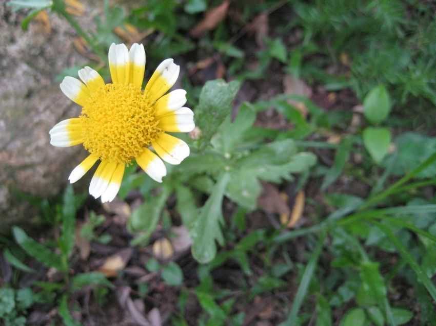 Chrysanthemum segetum 茼蒿