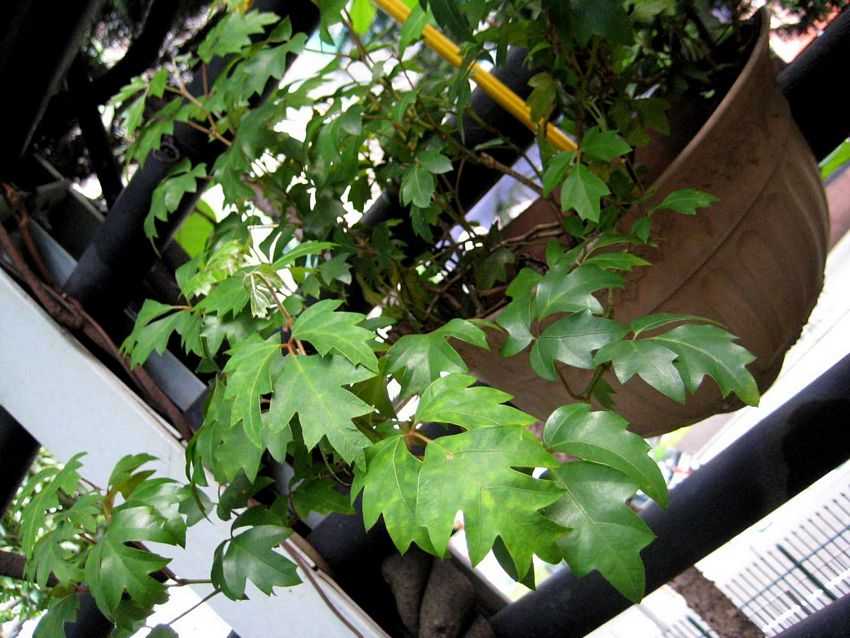 Cissus rhombifolia 菱葉白粉藤