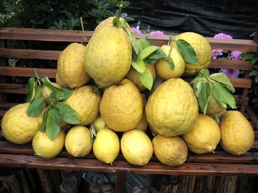 Citrus medica var. vulgaris 香櫞