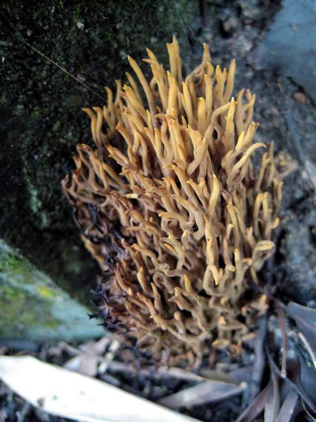 Clavaria spp. 珊瑚菌屬