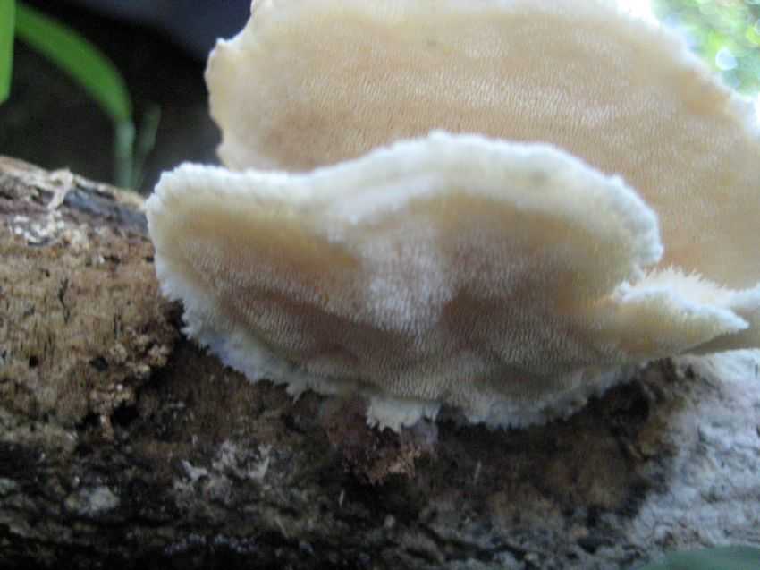 Climacodon pulcherrimus 美麗肉齒菌