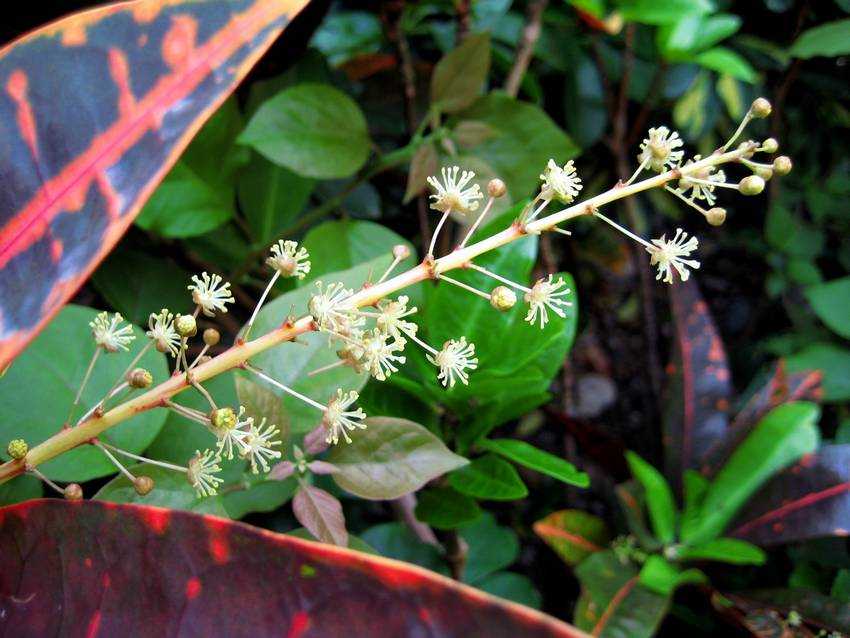 Codiaeum variegatum ܸ