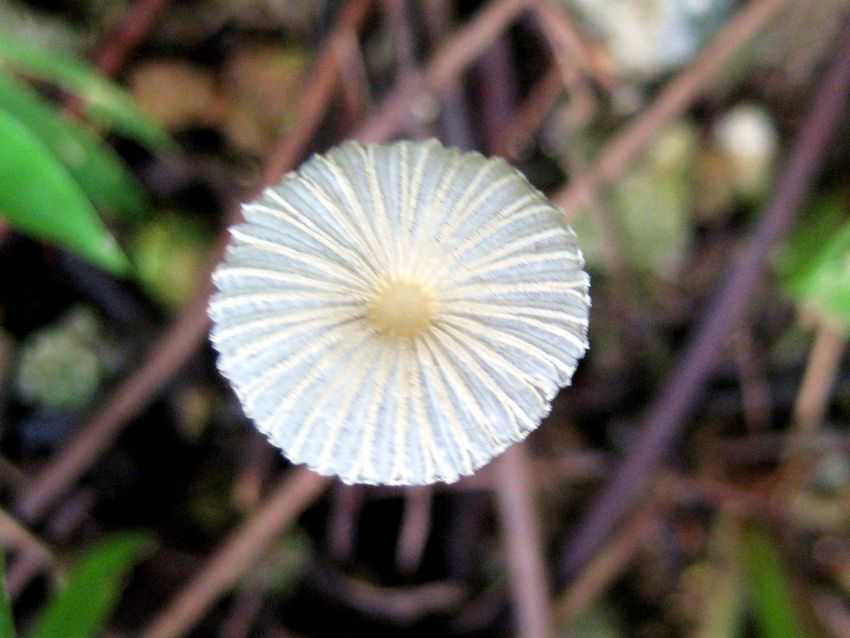 Coprinus plicatilis 褶紋鬼傘
