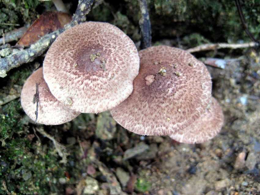 Cortinarius sp. 紫鱗蓋絲膜菌