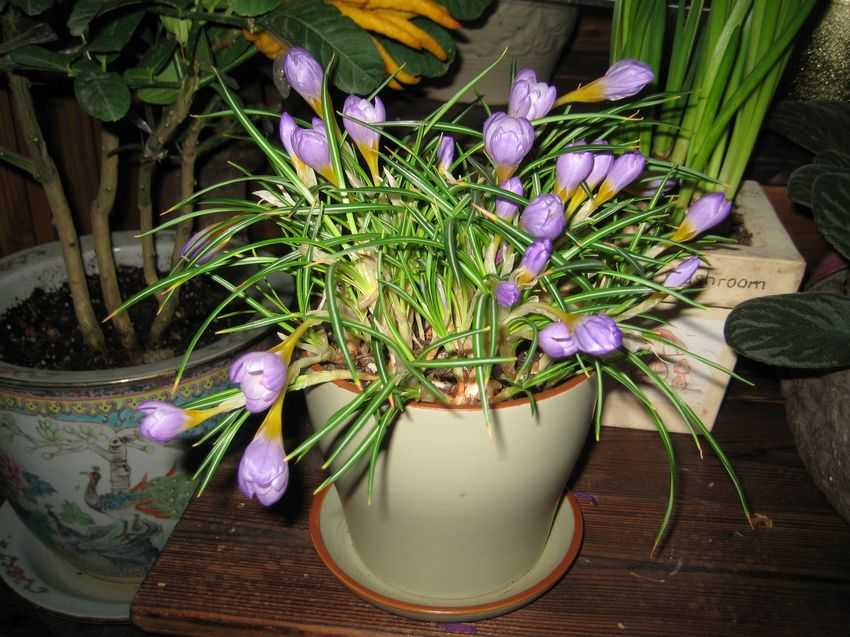Crocus sativus 番紅花