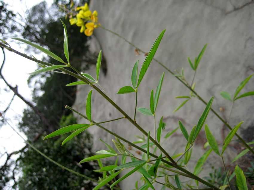 Crotalaria zanzibarica 光萼豬屎豆