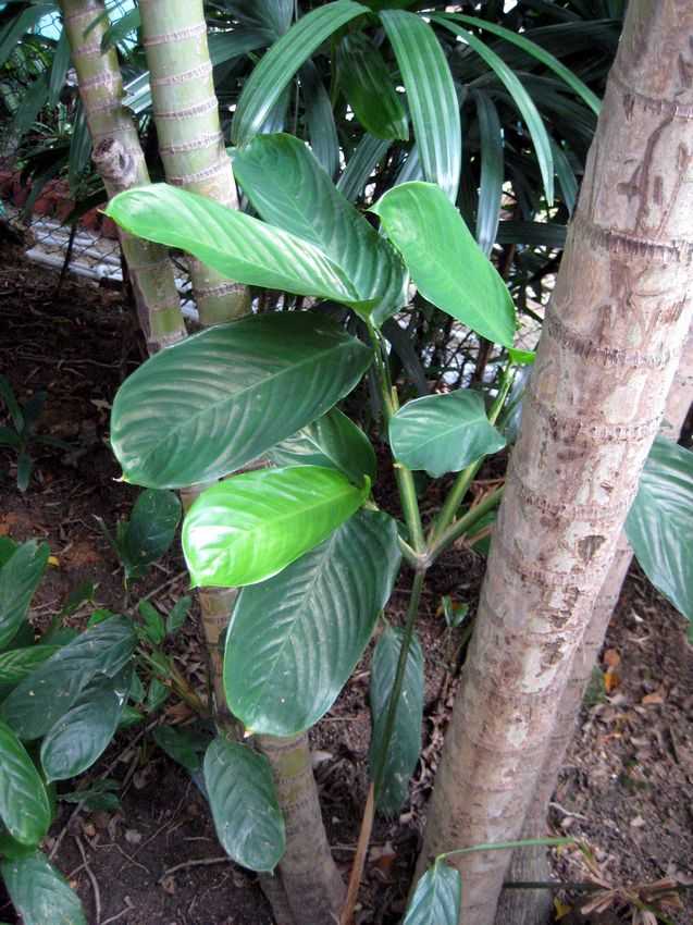 Ctenanthe oppenheimiana 黃斑竹芋