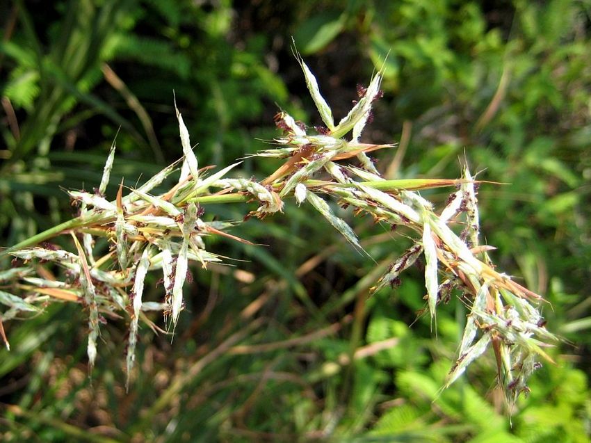 Cymbopogon nardus 亞香茅