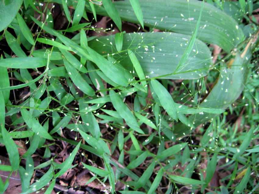 Cyrtococcum patens 弓果黍