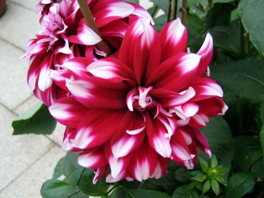 Dahlia Red and White Variegated 大麗紅白變