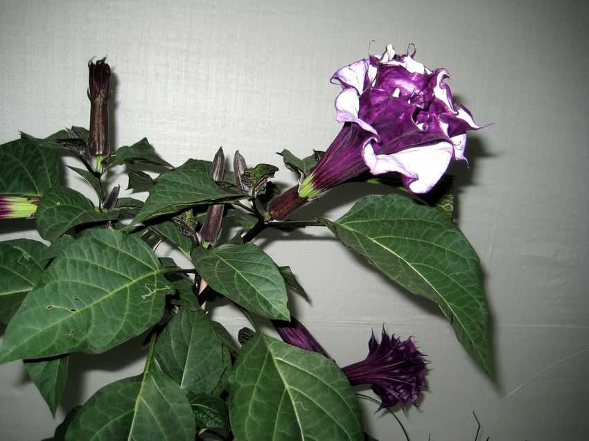 Datura florepleno 重瓣紫花曼陀蘿