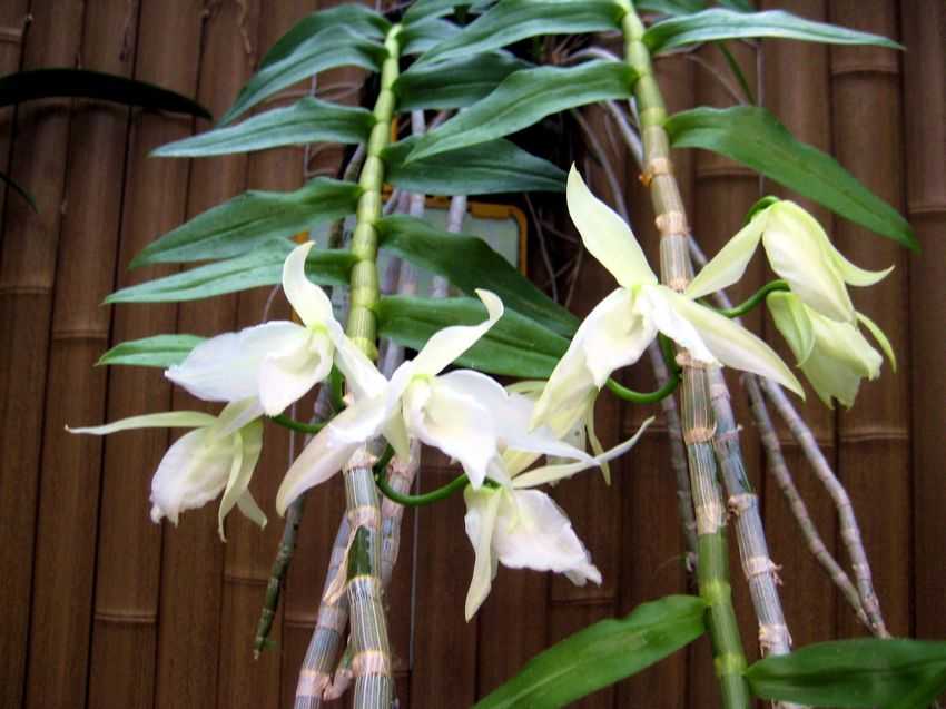 Dendrobium anosmum white 白檀香石斛