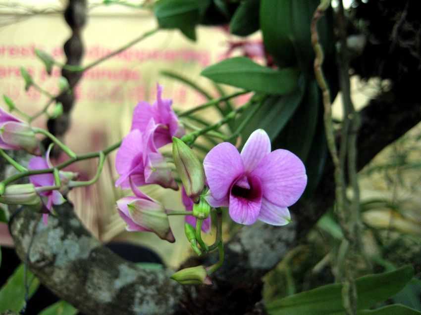 Dendrobium bigibbum 蝴蝶石斛