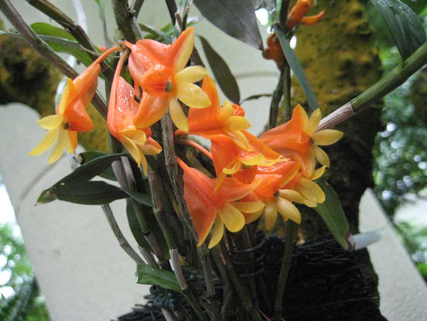 Dendrobium chrysopterum 金翼石斛