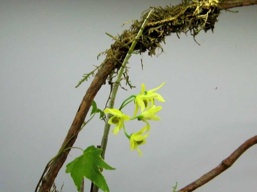 Dendrobium huoshanense 霍山石斛