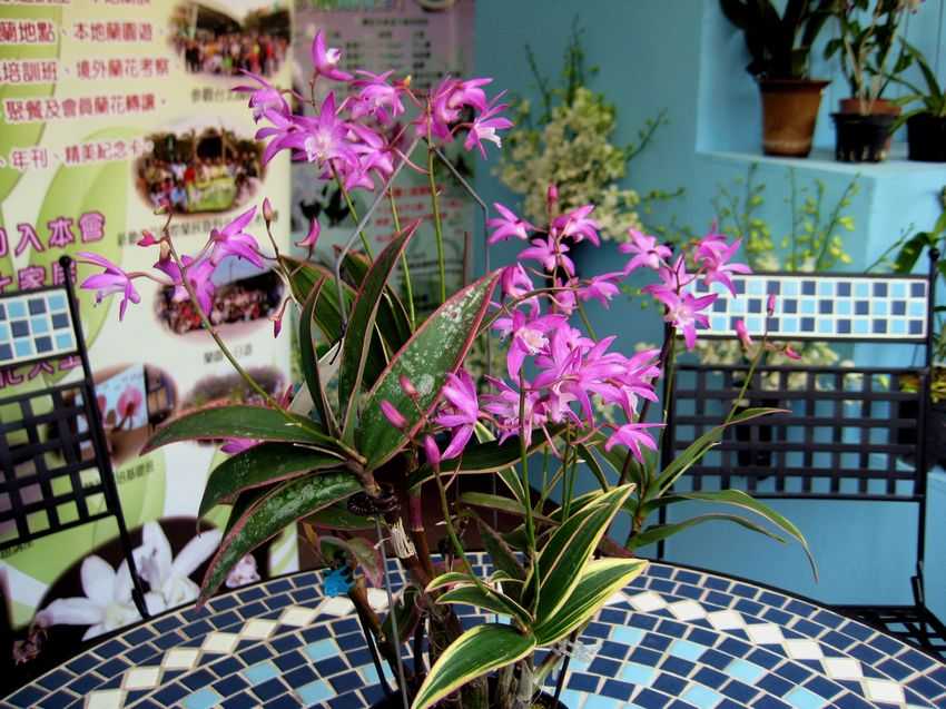 Dendrobium kingianum variegated 斑葉澳洲石斛