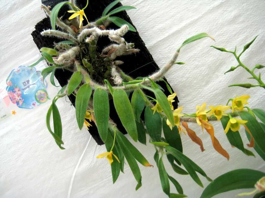 Dendrobium senile 毛石斛