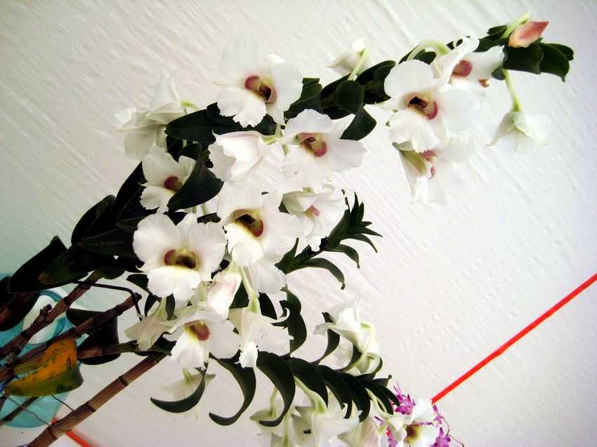 Dendrobium Thomas Wame 湯馬士華美石斛