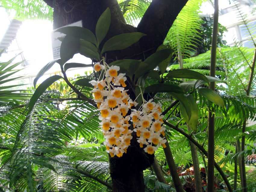 Dendrobium thyrsiflorum 球花石斛
