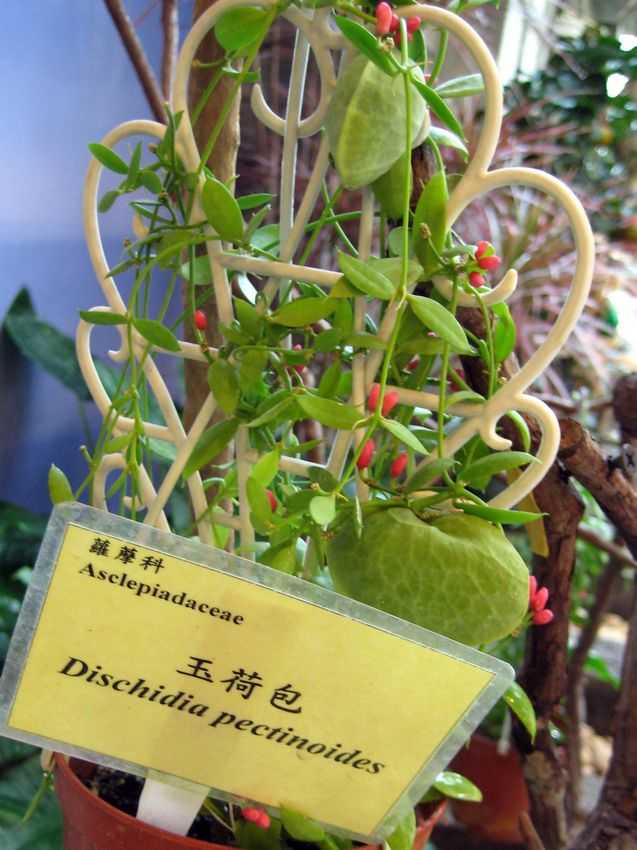 Dischidia pectinoides 玉荷包