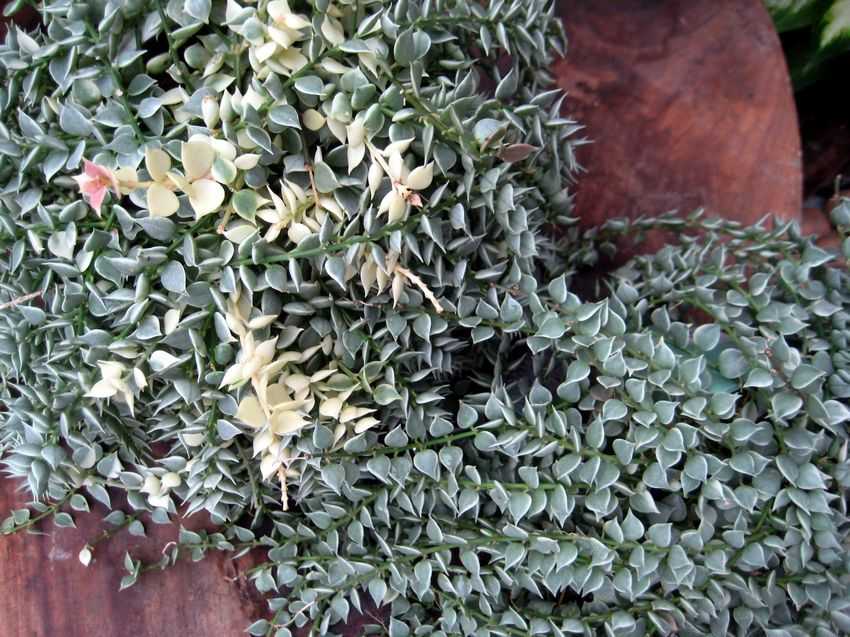 Dischidia ruscifolia 百萬心