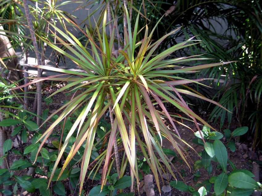 Dracaena marginata 'Bicolor' 雙色馬尾鐵