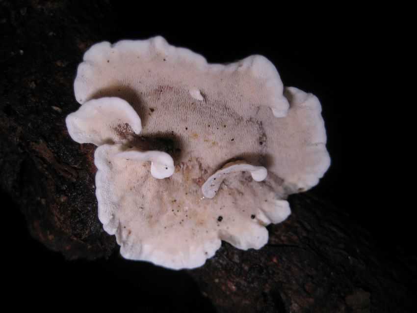 Earliella scabrosa 粗硬春孔菌