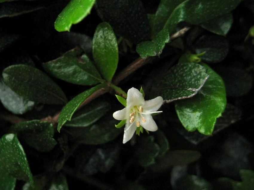 Ehretia microphylla 福建茶