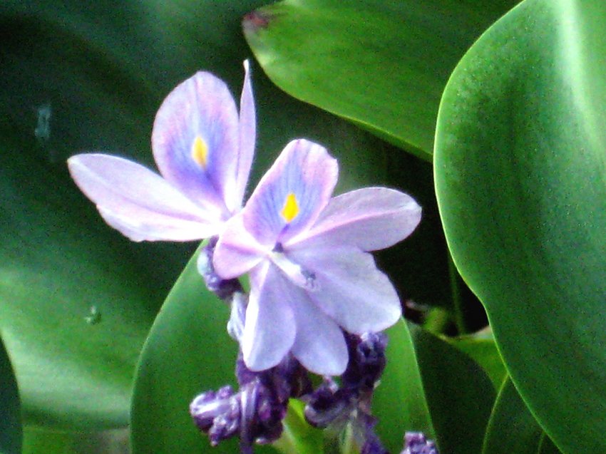 Eichhornia crassipes 布袋蓮