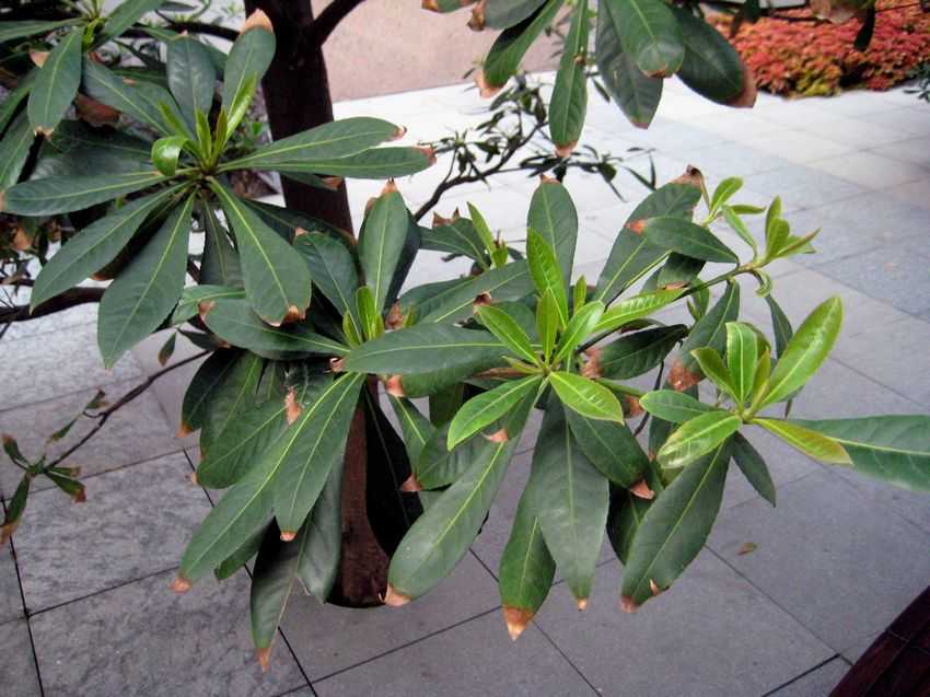 Elaeocarpus grandiflorus 大花杜英