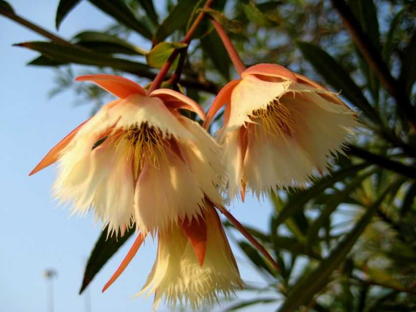 Elaeocarpus hainanensis (Red flower) 紅花水石榕