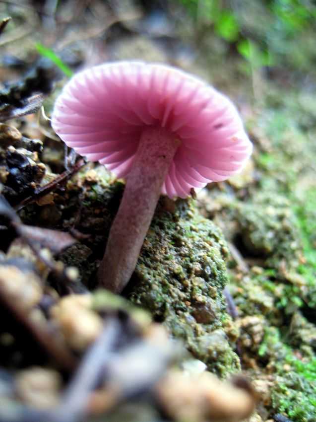 Entoloma sp. 提子紅粉褶傘