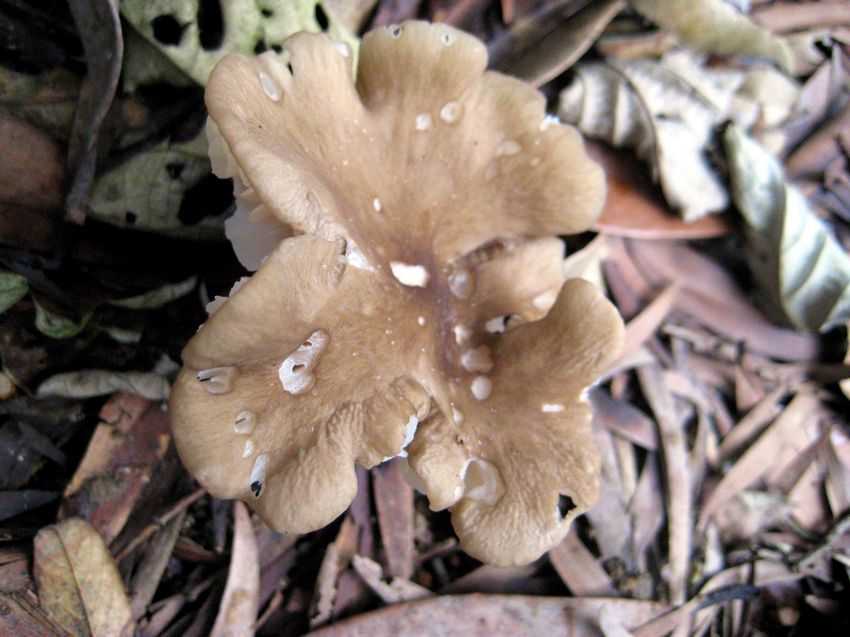 Entoloma grayanus 灰褐粉褶菌