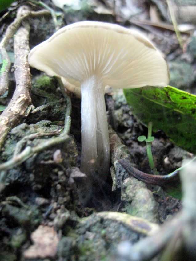 Entoloma nidorosum 臭粉褶菌