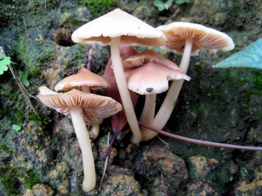 Entoloma sp. 桃紅粉褶傘