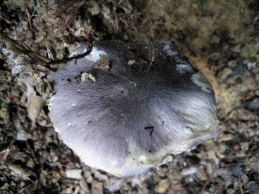 Entoloma violaceus 灰紫粉褶菌