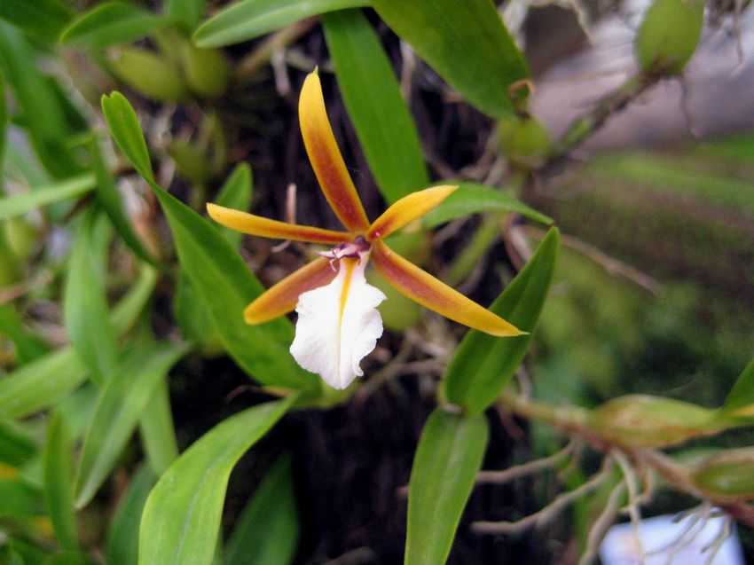Epidendrum polybulbon 多球樹蘭
