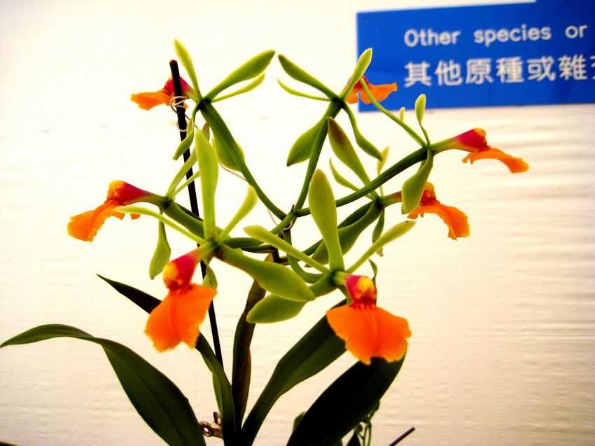 Epidendrum pseudepidendrum 塑膠花樹蘭
