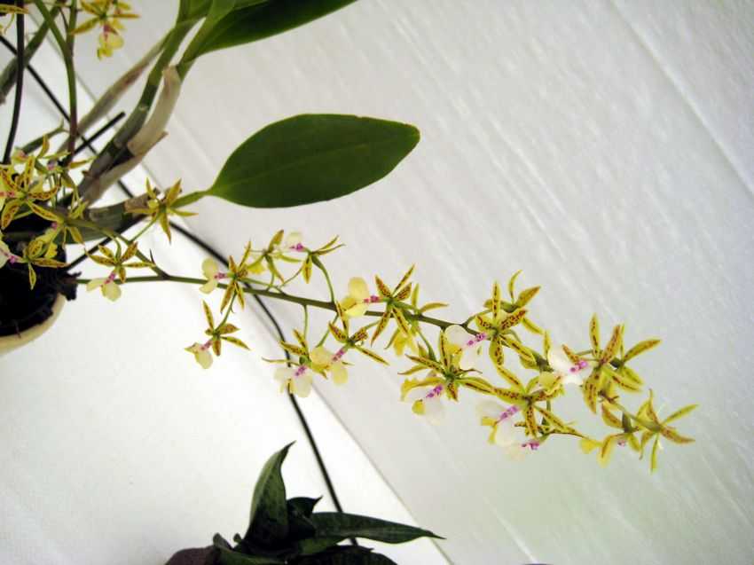 Epidendrum stamfordianum 史丹佛樹蘭