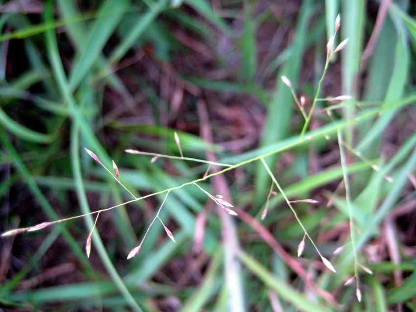 Eragrostis pilosa 畫眉草
