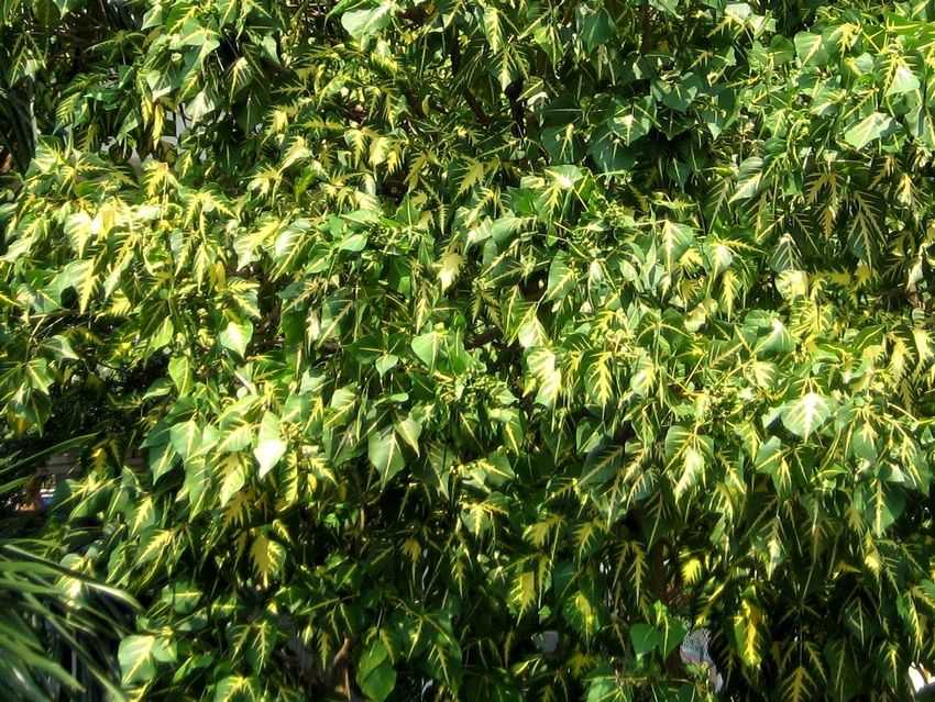 Erythrina indica v. picta 黃脈刺桐