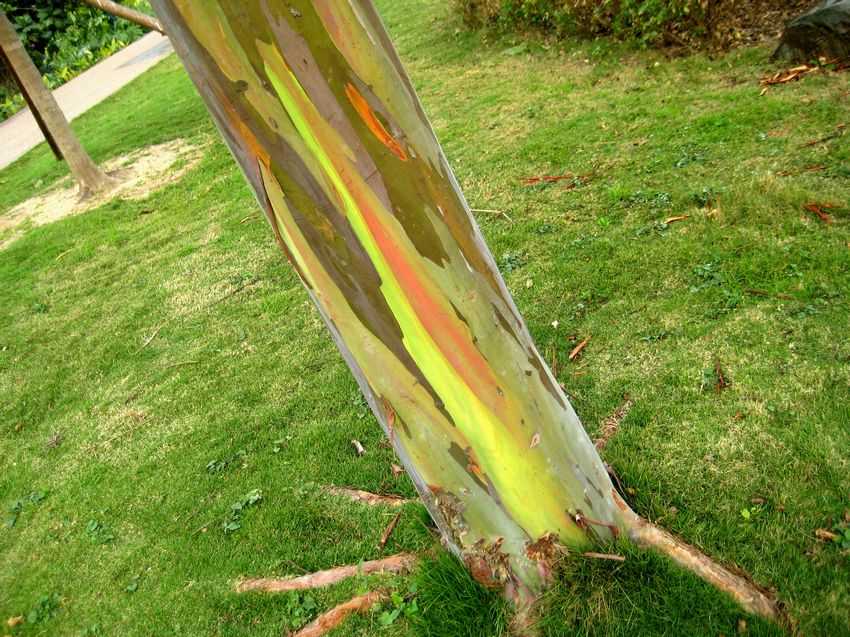 Eucalyptus deglupta 彩虹桉