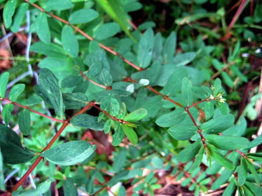 Euphorbia atoto 海濱大戟