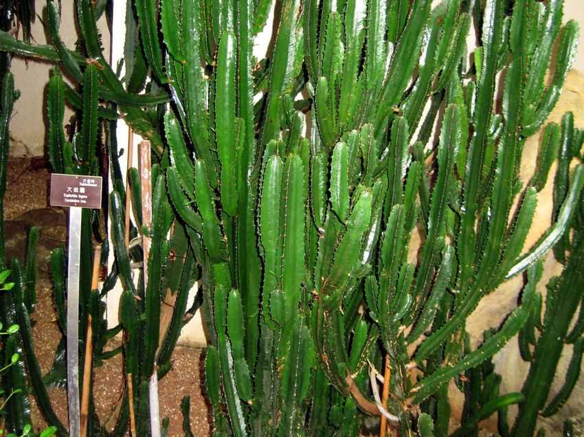 Euphorbia ingens 沖天閣
