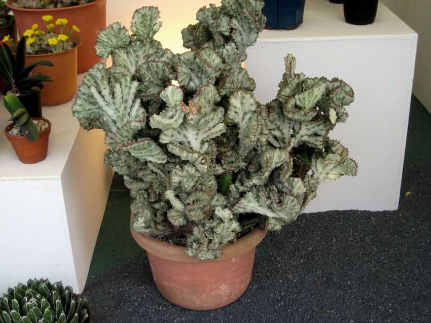 Euphorbia lactea 'Cristata' 春峰