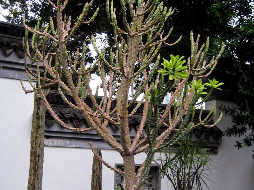 Euphorbia neriifolia 金剛纂