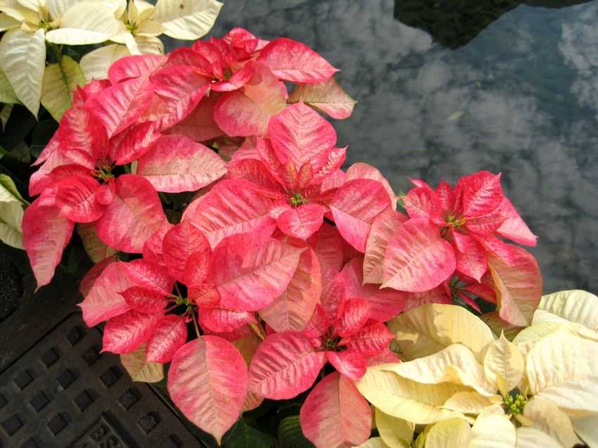 Euphorbia pulcherrima Picasso 聖誕紅畢加索
