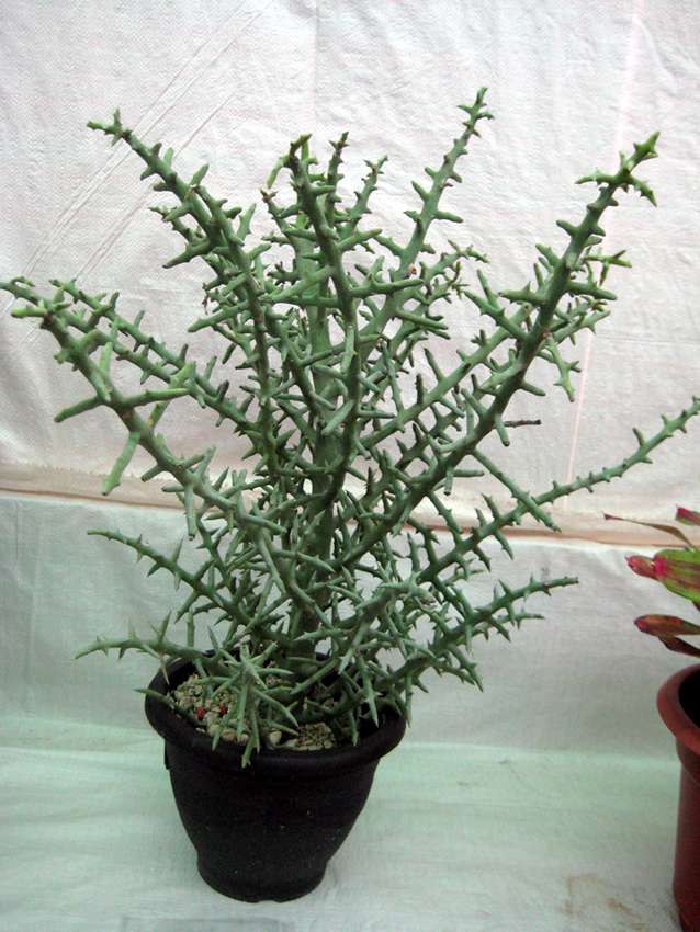 Euphorbia stenoclada 銀角珊瑚