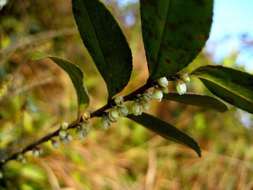 Eurya chinensis 米碎花